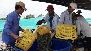 Vietnam’s shrimp farming industry requires value chain links