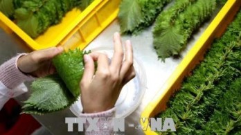 Vietnam’s fruit and vegetable exports hit US$1.62 billion in five months