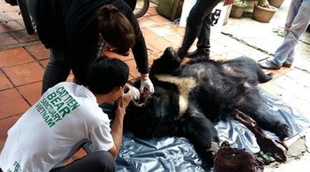 More Asian black bears in captivity in Lam Dong released