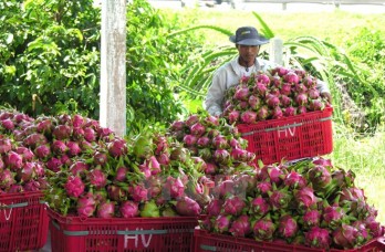 Dragon fruits dominate Vietnam’s fruit exports