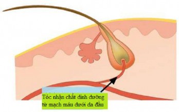 8 món ăn ngăn ngừa rụng tóc