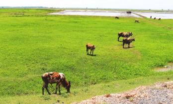 Tình đất, tình người quanh cột mốc 202, 203 - Bài 1: Giúp nhau phát triển kinh tế