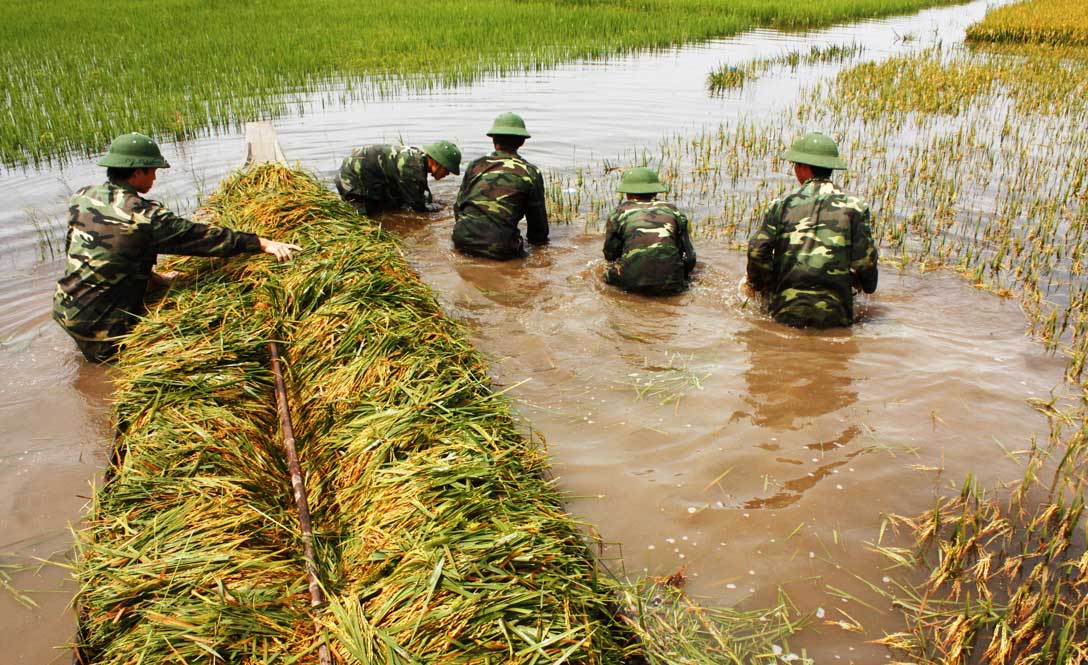 Bộ đội biên phòng giúp dân gặt lúa chạy lũ