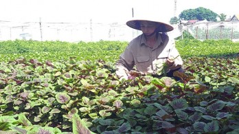 Vietnam’s organic farming expansion faster than world average