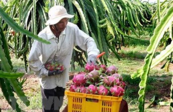 Tien Giang to expand dragon fruit growing area