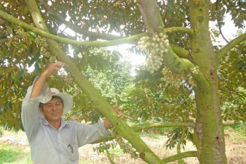 Sầu riêng “bén duyên” đất phèn