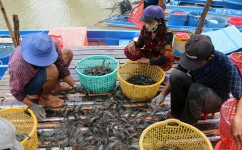 Removing EC’s yellow card key to boosting seafood exports