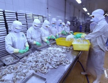 US lowers anti-dumping tariff on Vietnam’s shrimp exports