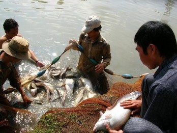 That Lat breeders in Hau Giang Province earn good profit