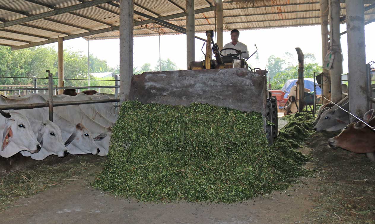 3 hộ dân tham gia mô hình điểm về chăn nuôi bò thịt ứng dụng công nghệ cao (trong đó, tỉnh hỗ trợ 30% chi phí mua 59 con bò giống) (Ảnh chụp tại hộ ông Phạm Thành Công, xã Hòa Khánh Tây, huyện Đức Hòa)