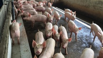 Domestic pork prices rise amid African swine fever fears