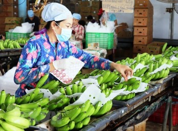 Vietnam’s fruit, veggie exports likely to exceed 4 billion USD