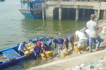 Ngày về trên bến cá