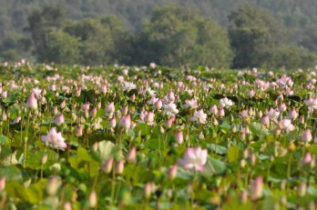 Tình đẹp Láng Sen