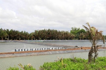 Tien Giang develops saltwater, brackish-water aquaculture