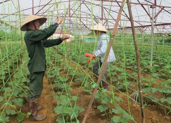 Hợp tác xã phải là hạt nhân trong sản xuất ứng dụng công nghệ cao