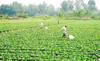 Mekong farmers switch to more profitable crops