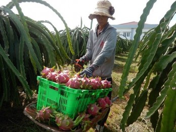 Scarcity rockets up dragon fruit prices in Binh Thuan province