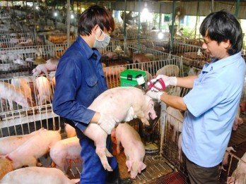 Vietnam can now produce foot-and-mouth disease vaccine