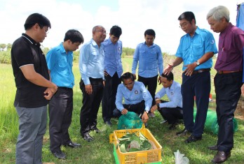 Hỗ trợ thanh niên Svay Rieng phát triển kinh tế