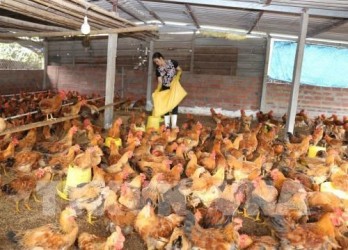 CPTPP: challenges and opportunities for Vietnam’s livestock sector