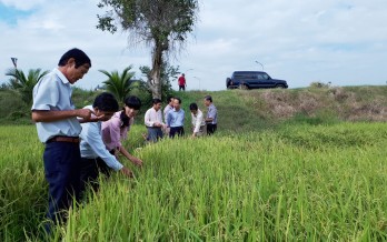 Kiểm tra tình hình sản xuất nông nghiệp