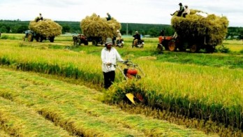 Vietnam announces 13 national key agricultural products