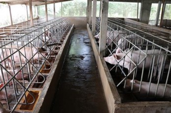 Vietnam improves animal farming quality