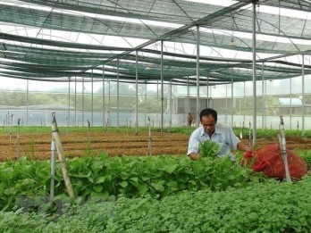 Vietnam targets to attract 100,000 agricultural businesses