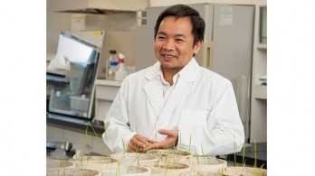 Vietnamese scientist finds anti-diabetes compounds in white rice