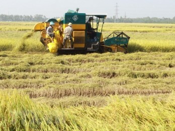 Vietnamese rice makes name in world market