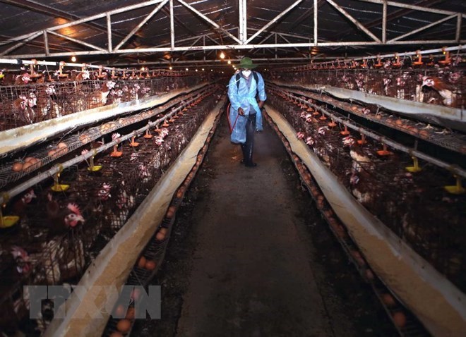 An animal health worker fumigates a chicken farm (Photo: VNA)