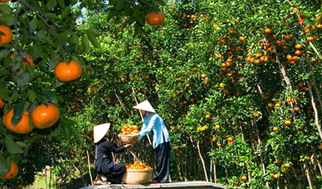 A typical orchard in Vinh Long province (Photo: tour.dulichvietnam.com.vn)