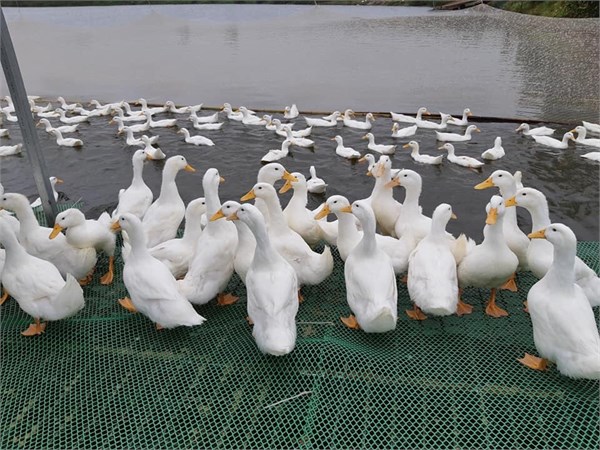 Mavin Group has imported high-quality duck breeds from the UK and France to Vietnam and applied modern cross-breeding technologies to create breeds suitable to the local climate. (Source: mavin-group.com)