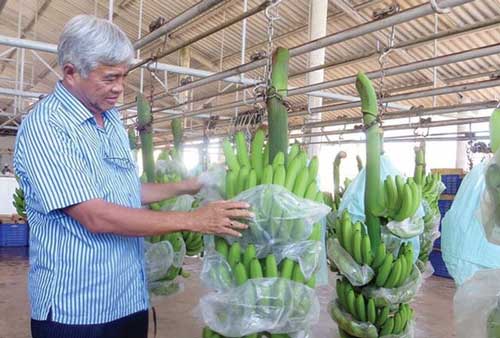 Mr. Vo Quan Huy with the banana product named Fohla