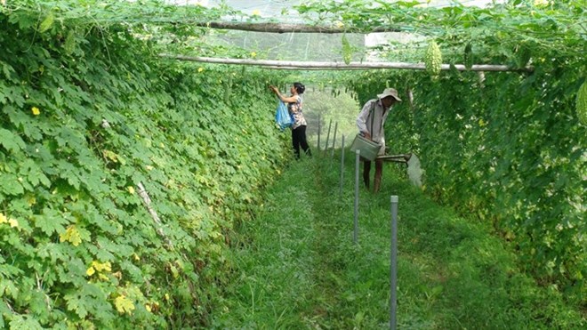 Organic cultivation procedures will be improved to ensure food safety in the agricultural sector (Photo: VNA)