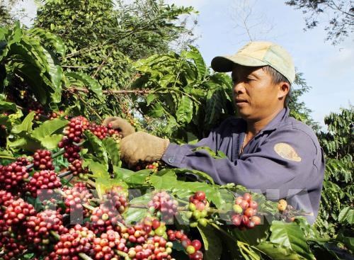 A farmer in the Central Highlands province of Dak Lak is harvesting coffee (Photo: VNA)