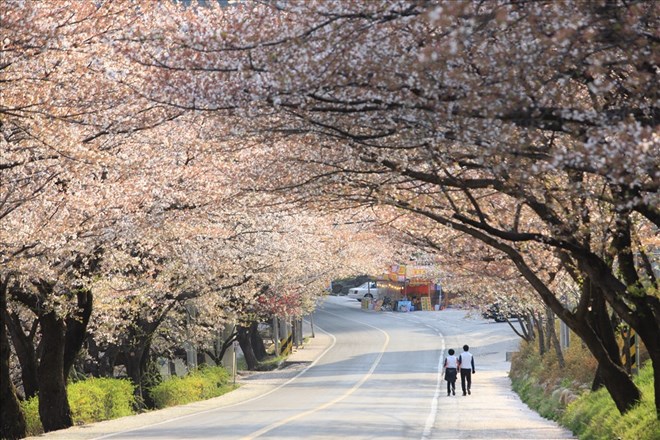 Spring is one of the two most beautiful seasons in the RoK (Source: KTO)