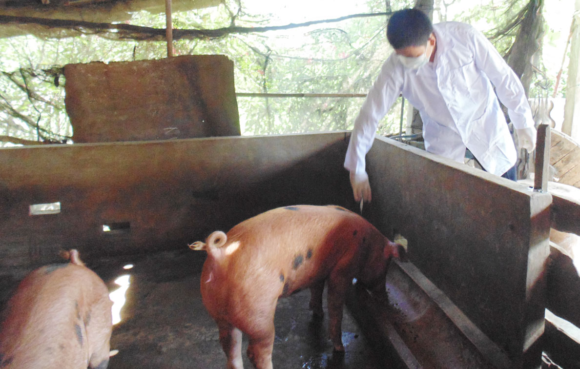 Ngành chức năng tăng cường kiểm tra, khuyến cáo người chăn nuôi chủ động phòng, chống dịch tả heo châu Phi