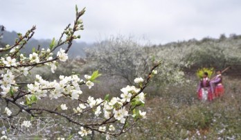 Ban flower festival 2019 kicks off in Son La