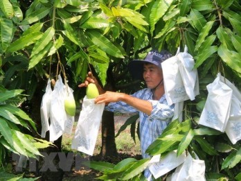 Vietnam’s mango exports increase