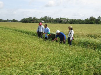 Long An changed 115.4 hectares of rice farming land to non-agricultural land