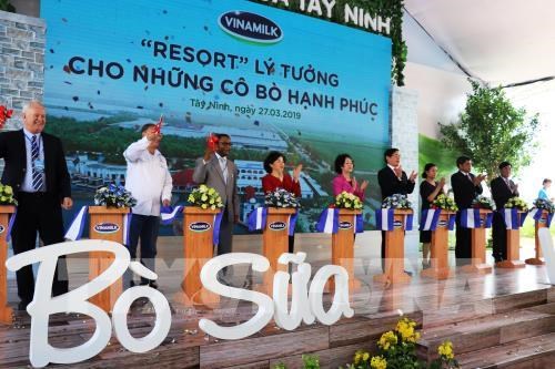 The Vietnam Dairy Products Joint Stock Company (Vinamilk) inaugurates a dairy cow farm in Tay Ninh province. (Photo: VNA)