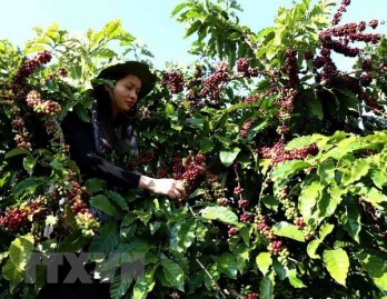 Vietnam supplies one quarter of Japan’s coffee import