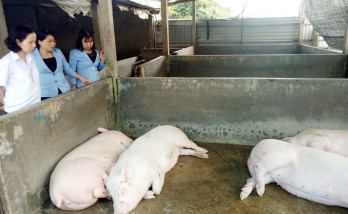 Long An establishes Africa swine fever Rapid response team