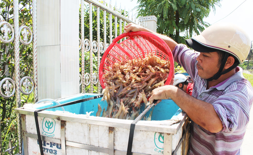 In the past year, the situation of feeding water-brackish shrimp has many advantages (Photo: Huynh Phong - Thanh My)