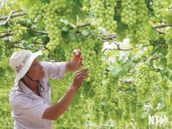 Ninh Thuan Grape and Wine Festival 2019 to take place in late April