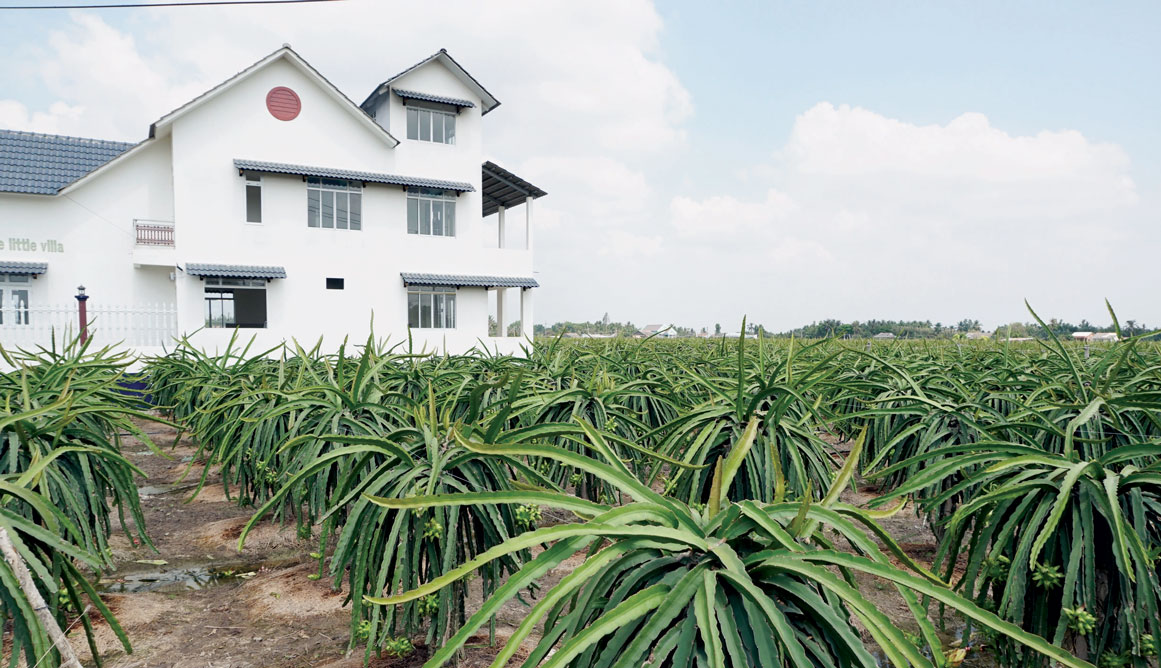 Vùng đất Thanh Phú Long anh hùng nay vươn mình, nhiều hộ dân trở nên giàu có nhờ cây thanh long