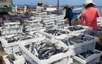 Solutions employed to fulfil fishing targets