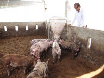 Long An has not detected banned substances in animal farming